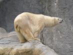 5192.0.Polarbear.jpg