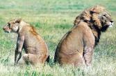 2Lions-Pair-Back2Back.jpg