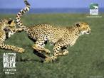 Animal_Planet_Cheetah.jpg