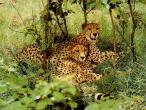 Cheetahs_resting.jpg