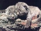 BigCat17-BabyCheetahs-Sleepy.jpg