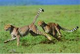 Cheetahs_J00-The_Fast_Runners.jpg