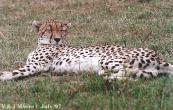EastAfrica-Cheetah971-Relaxing-OnPlain.jpg