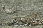 SDZ_0100-Cheetahs-Dinner.jpg