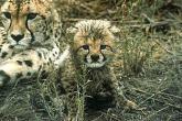 SDZ_0101-Cheetahs-MomNBaby.jpg