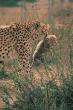 SDZ_0374-Cheetahs-MomCarryingBaby-InMouth.jpg