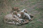 SDZ_0379-Cheetahs-MomNBabies.jpg