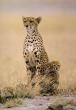 cheetahcub8.jpg