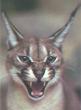 Caracal-Teeth.jpg