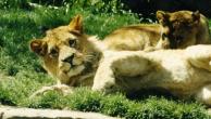 FWZoo-2Lions-Relaxing.jpg