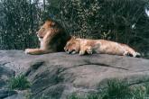 LION07.JPG