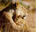 LIONCUB4.JPG