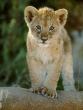 LIONCUB5.JPG