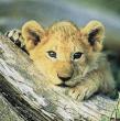 Lion-Cub-BabyFace-OnLog.jpg