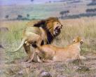 Lions-Couple-Mating2.jpg