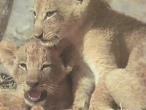 -LION06.JPG