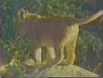 Lion-cub01.jpg