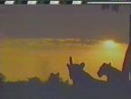 Lionesses-sunset.jpg