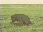 Lions-mating01.jpg