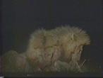 LionsEatting01.jpg