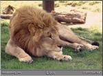 LION.JPG