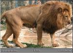 LIONB1.JPG