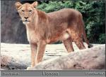 LIONESS.JPG