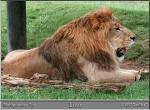 LIONKING.JPG