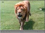 LIONM1.JPG