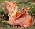Lions97c-Females-with-Cub.jpg