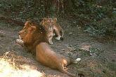 SDZ_0285-LionsCouple.jpg