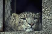 Photo278-SnowLeopard-FaceCloseup.jpg