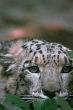 SDZ_0027-SnowLeopard-Face-Closeup.jpg