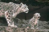SDZ_0030-SnowLeopards-MomNBaby.jpg