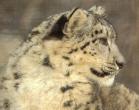 SnowLeopard-FaceCloseup.jpg
