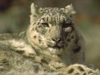 SnowLeopard-Sitting-FaceCloseup.jpg