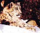 SnowLeopard-Sitting-OnSnow.jpg