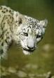 SnowLeopard1-Head-Closeup.jpg