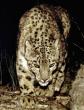 SnowLeopard1-InDark.jpg