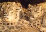 SnowLeopard3_Pack-Resting_in_shelter.jpg