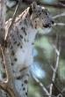 SnowLeopard_OnTree-Closeup.jpg