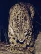 Snow_leopard001-out_of_darkness.jpg