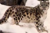 bigcat44-SnowLeopard.jpg