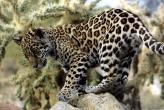 leopard_cub.jpg