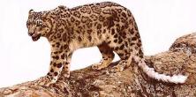 sl02-SnowLeopard_on_rock_hill.jpg