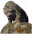 sl03-SnowLeopard_Snarls_on_rock.jpg