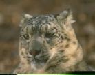 sl05-SnowLeopard-face_closeup.jpg