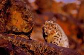 sl08-SnowLeopard-Shy_on_rock.jpg