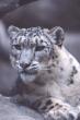 sl13-SnowLeopard-Closeup.jpg