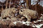sl14-SnowLeopards-OnRock.jpg